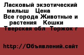 Ласковый экзотический малыш › Цена ­ 25 000 - Все города Животные и растения » Кошки   . Тверская обл.,Торжок г.